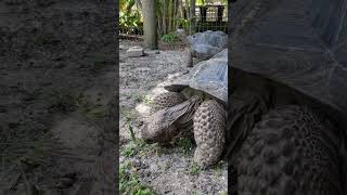 Welcome Three New Galapagos Tortoises [upl. by Tadashi]