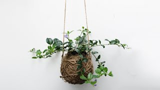 DIY Moss Ball Planter  Hanging Garden  Kokedama [upl. by Ecirtahs]