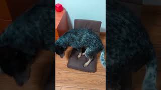 Daniu thought my chair is his bed blueheeler dogs doglover [upl. by Orren]