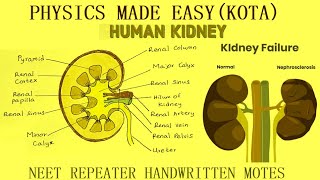 PART 2 BEST NEET BIOLOGY REPEATER NOTES STOLON BULBILS ROOT STOCK UTRICULARIA KIDNEY  5 [upl. by Ahdar]