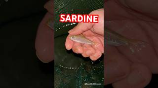 Sardine  Explore  BycatchAndAdventure sardine marinelife beach tidepools [upl. by Wyon415]