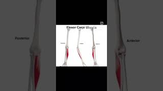 Flexor carpi ulnarisupperbodymuscle humananatomy physiotherpy sports [upl. by Nagirrek485]