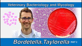 Bordetella and Taylorella Part 2  Veterinary Bacteriology and Mycology [upl. by Eppillihp713]