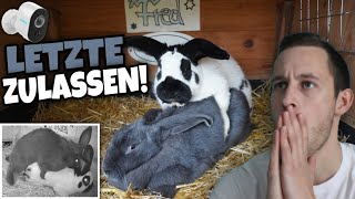 Das LETZTE GROßE ZULASSEN 🤍🐇  Kaninchen Paarungdecken lassen  Schustrich S 20 ⭐ [upl. by Ainat]