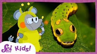 These Caterpillars Dont All Look Like Caterpillars  SciShow Kids [upl. by Sew]