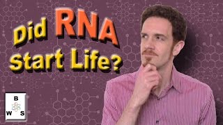 Nucleotides RNA amp the Origin of Life [upl. by Anisamot]