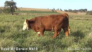 Lenth Herefords Bull quotRose Mr Darwin M419quot [upl. by Roselyn498]