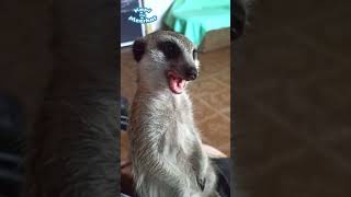 🐾 How Kapi Cutely Smacks The Meerkat Watched a Video About Food and Got Hungry 🥰 meerkat cute [upl. by Patrica]