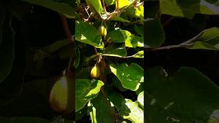 Gigantic Cold Hardy Kiwi Vine 40 years old [upl. by Alber737]