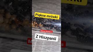 Mrówki dobre na początek Messor barbarus owady zwierzęta ants poland mrówki messorbarbarus [upl. by Atinob]