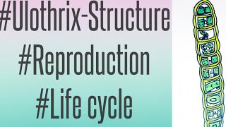 B Sc 1st year Ulothrix Structure ReproductionLife cycle ByLearn Votanikí [upl. by Dazhahs]