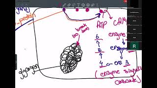 Chapter 4 cell signaling as bio Cambridge [upl. by Allmon]