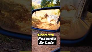 Rei do Gado fazenda🐂 Sr Luizminasgerais amigos reelsviral family agro rural sitio roça boi [upl. by Knowland]