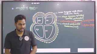 Lymphatic System in Hindi  Lymph  Lymph Nodes  Lymph Vessels  NEET [upl. by Asira]