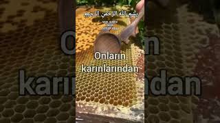 Nahl Suresi 68 69 sureler ayet ayetler dua islamicvideo islam iman kuran amin duaa [upl. by Nyrhtak]