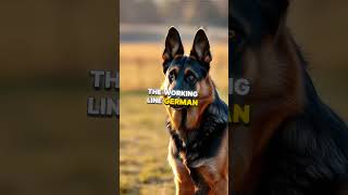 5 Types of German Shepherds Easily Explained germanshepherd dogbreed dogtypes gsd [upl. by Atteroc]