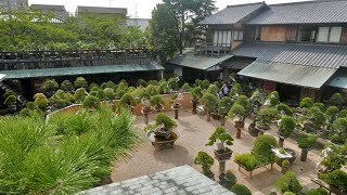 SHUNKAEN BONSAI MUSEUM  EDOGAWA TOKYO [upl. by Eesac]