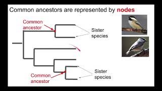 Understanding Phylogenetic Trees [upl. by Aenet]