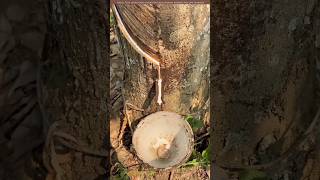 Collect the rubber from these trees🌴shortvideo amazingfacts [upl. by Llertram]