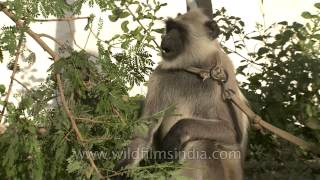 Langur monkey feeds on leaves kept as protection from monkeys [upl. by Fe]