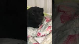 Marlinho e suas birrinhas rsrs 😜🐾🥰♥️ shortvideo cachorro pets [upl. by Celtic]