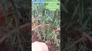 Rosemary Plant fypviralvedio garden youtubeshortvedios garden ideas [upl. by Mimajneb416]