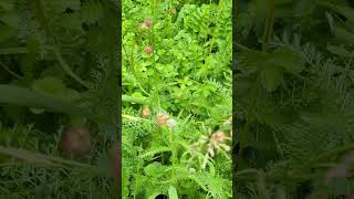 Flowers of our south Norfolk fields  Salad Burnet [upl. by Ettezoj833]