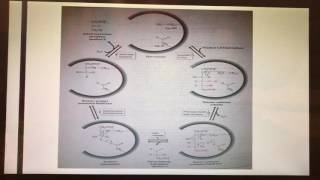 The Enzymatic Mechanism of Aldolase [upl. by Mahoney141]