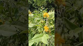 Flowers the natural flowers garden flowers nature ytshortsvideo [upl. by Kelam929]