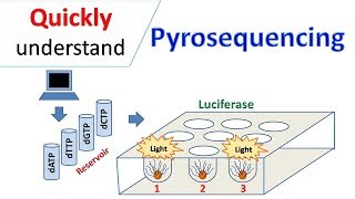 Pyrosequencing [upl. by Washko]