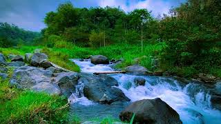 Gentle River Sound Calming Water Flow for Relaxation and Sleep  Nature Forest River Sound [upl. by Beuthel]