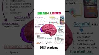 Brain lobes and their functions norcet [upl. by Adlemy715]