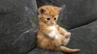 10 minutes of adorable 🥰cats and kittens videos to keep you smiling 😍😅 [upl. by Winebaum753]