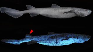 Bioluminescent Sharks  Glowing in the Ocean [upl. by Annissa]