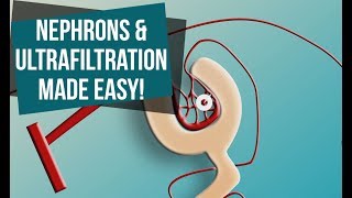 Nephrons and Ultrafiltration Made Easy [upl. by Idoc]