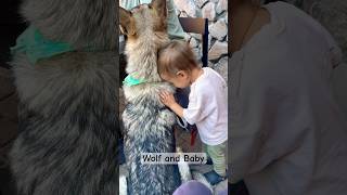 Strength meets innocence wolfteam babygirlfunnyvideoshorts wilddog [upl. by Huff]