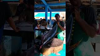 Amazing  tuna fish cutting skiil food fishcuttingskill seafood fishing streetfood [upl. by Lange]