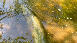 Muskie fishing Alum 2 caught within 50 cast not over 10000 [upl. by Willyt495]