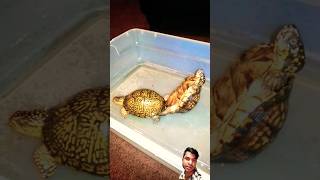 Eastern Box Turtles mating [upl. by Airtal]