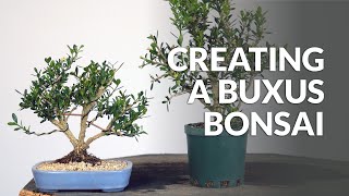 Creating a Boxwood Bonsai Buxus from Nursery Stock [upl. by Janeva]