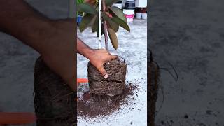 Repotting My RootBound Rubber Plant  Time for a New Home terracegardening gardening greenthumb [upl. by Edak]