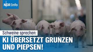 KI entschlüsselt Tierkommunikation Forscher verstehen die Sprache von Schweinen  NDR Info [upl. by Tortosa50]