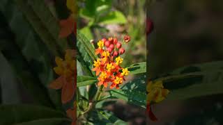 Asclepias curassavica nature naturephotography [upl. by Rici851]