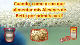 Cómo alimentar alevines de bettas recién nacidos  Cuando y como darle su primera comida💯 [upl. by Selima]