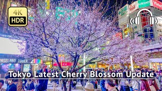 As of 330  Tokyo Latest Cherry Blossom Update Stunning Full Bloom in Shinjuku 4KHDRBinaural [upl. by Karlene]