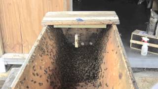 Installing the First Package of Bees in a TopBar Hive [upl. by Ludvig]