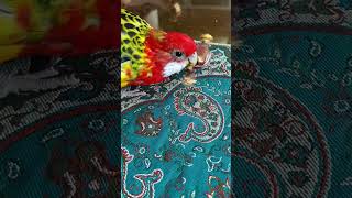 bird trying to eat chocolate 😱 birds parrot pets [upl. by Nnyleuqcaj]