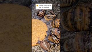 Garden Snails Eating A Digestive Buiscit With Doom Music [upl. by Harima]