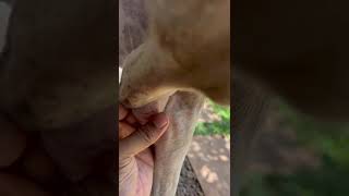 elbow hygroma in a dog [upl. by Westney]