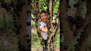 Jaboticaba Fruit Fram amp Cutting so Fresh  Have You tried Jaboticaba fruit shorts youtubeshorts [upl. by Edroi]